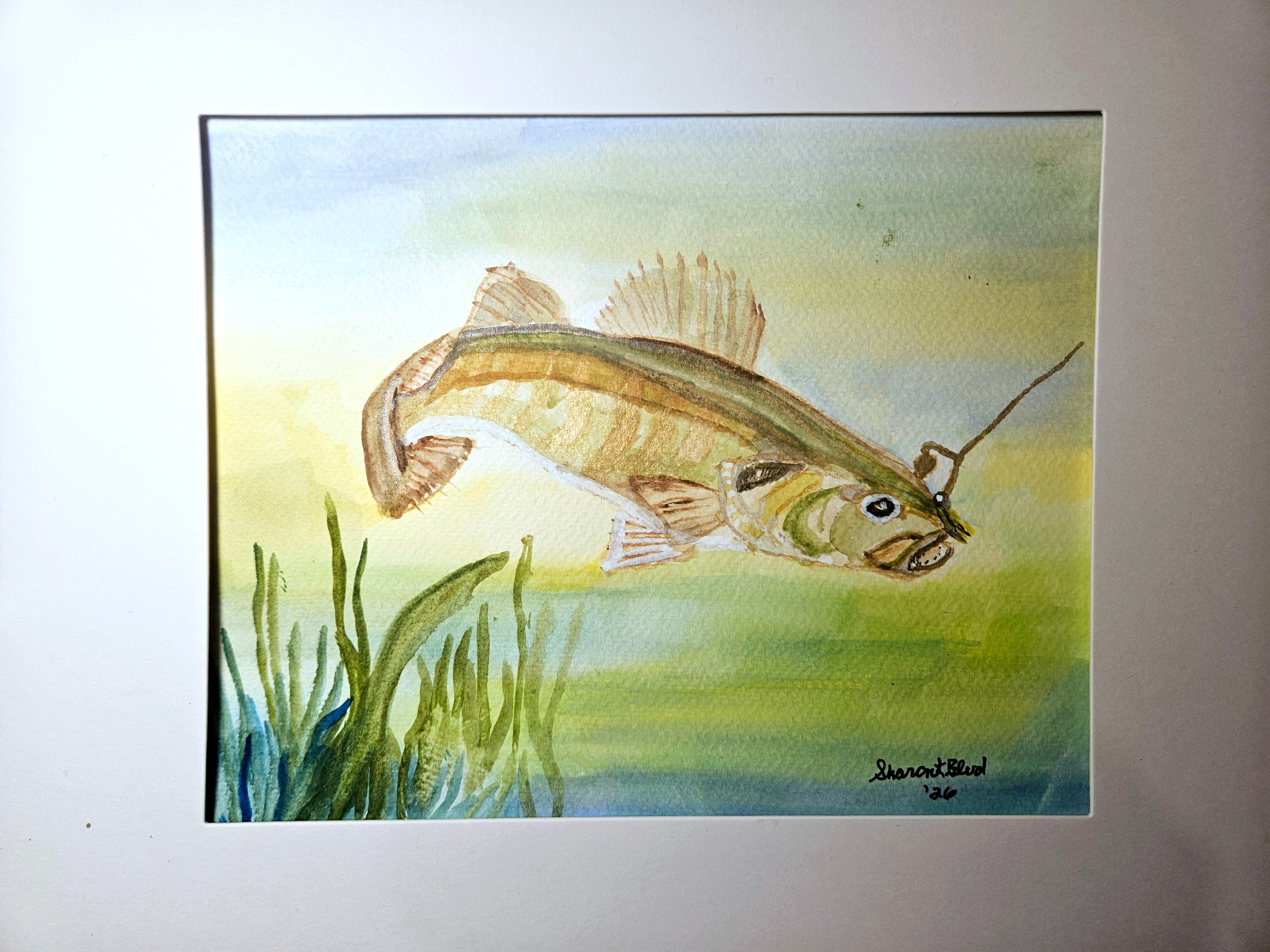 Walleye find